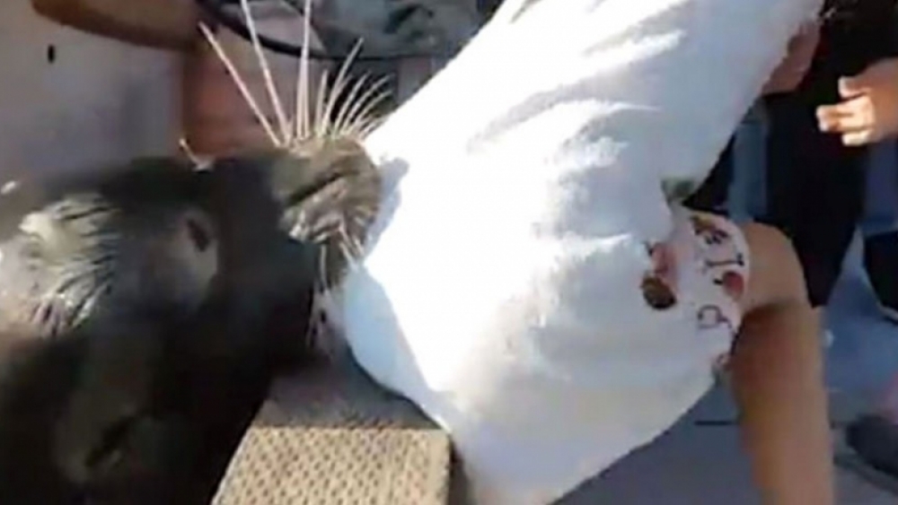 Deniz aslanı saldırısı: 'Fiksaj parmak' riski üzerine tedavi edilen kız
