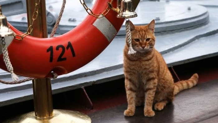 Rus donanması, Rus deniz gemilerinin uzun mesafeli yolculuklarında seyahat eden ilk kediyi kutladı