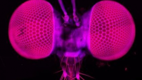 Soyguncuların olağanüstü avlanma kabiliyeti